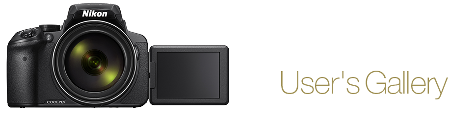 COOLPIX P900 User's Gallery