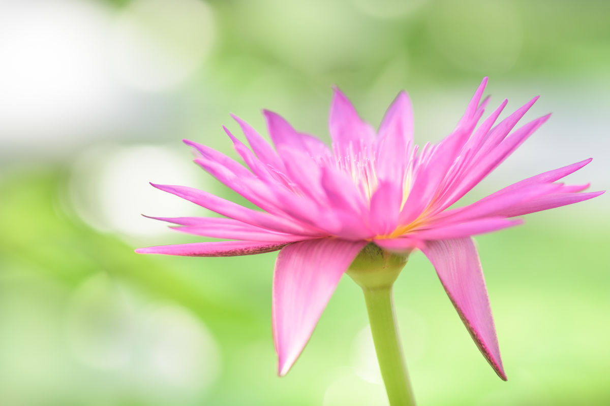 レンズ(単焦点) AF-S VR Micro-Nikkor 105mm f/2.8G IF-ED ニコン AF-S VR Micro-Nikkor 105mm f/2.8G IF-ED 価格比較