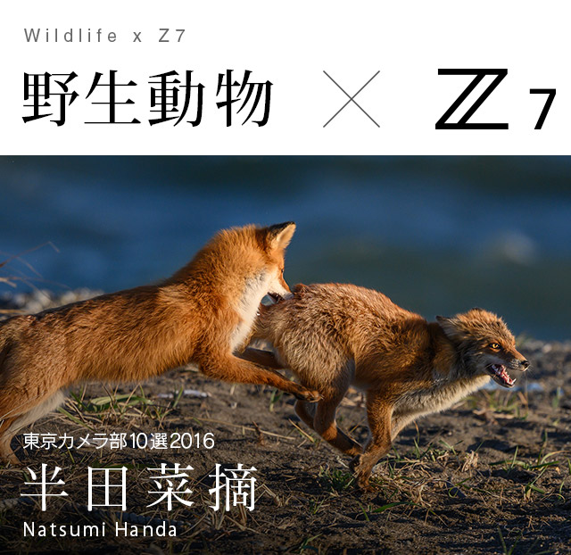 野生動物 Z 7 半田菜摘 Nikon 東京カメラ部 Z Series User S Gallery