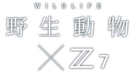野生動物×Z 7｜半田菜摘