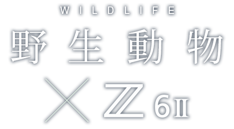 野生動物×Z 6II｜高橋海斗